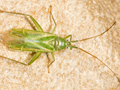 Brachynotocoris puncticornis